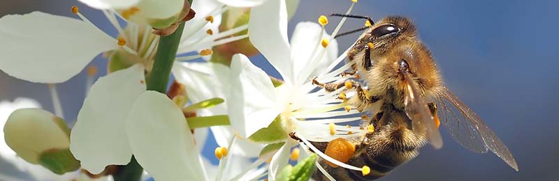 Bienen im eigenen Garten schützen