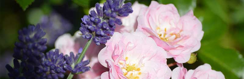 Kübelpflanzen - Die richtige Pflege & Überwinterung