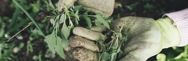 Nervige Unkräuter im Garten