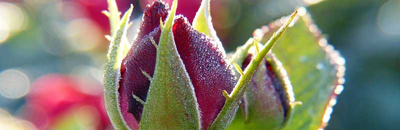 Zeit für den Pflanzenschutz im Januar