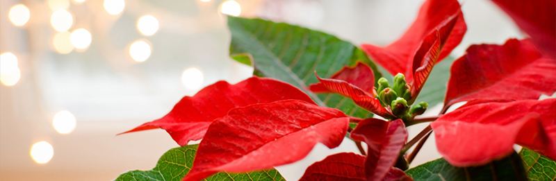 Der Weihnachtsstern - ein Klassiker zur Weihnachtszeit