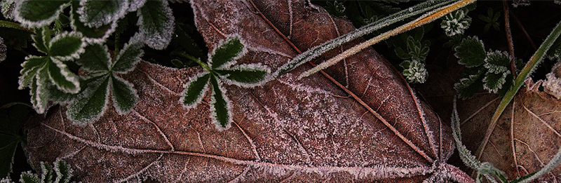 Bevor es frostig wird – Machen Sie Ihren Garten winterfest!