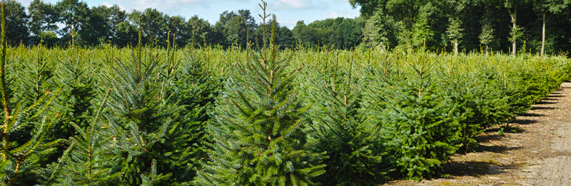 Wir starten mit dem Weihnachtsbaumverkauf 2021