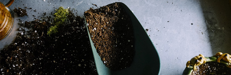 Was mach ich im Juli im Garten?