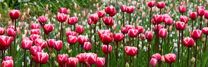 Tulipomanie - Warum Tulpen heute wahre Schnäppchen sind