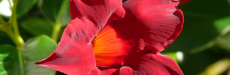 Dipladenia - die rote Schönheit aus Südamerika