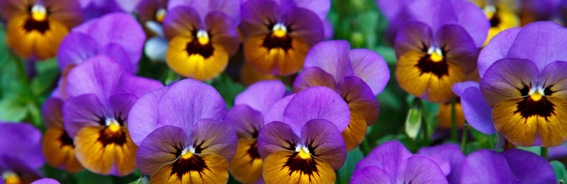 Die Vorboten des Frühlings