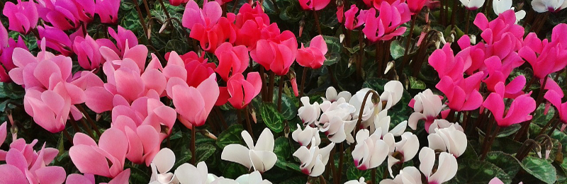 Das Alpenveilchen - Mehr als nur eine Zimmerpflanze