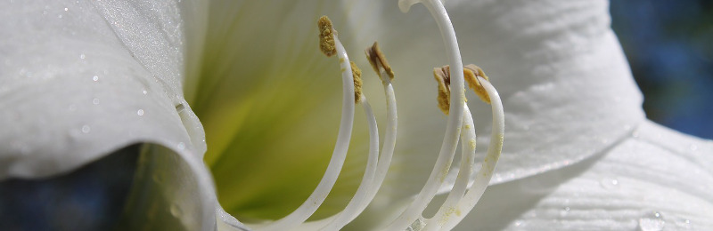 Blütenpracht in der Weihnachtszeit