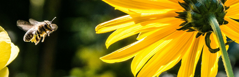 Bienenwiese - Lebensretter für kleine Brummer