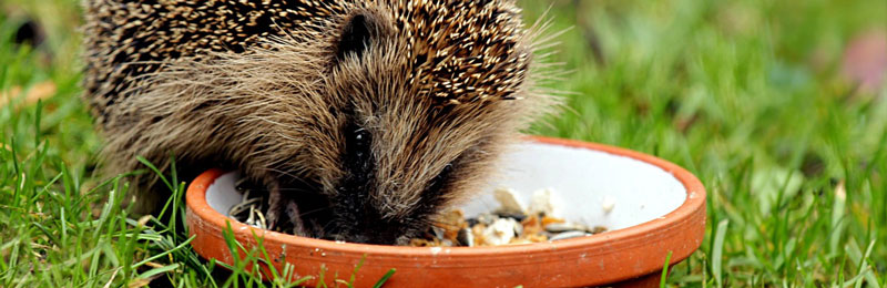 Stachelige Wintergäste