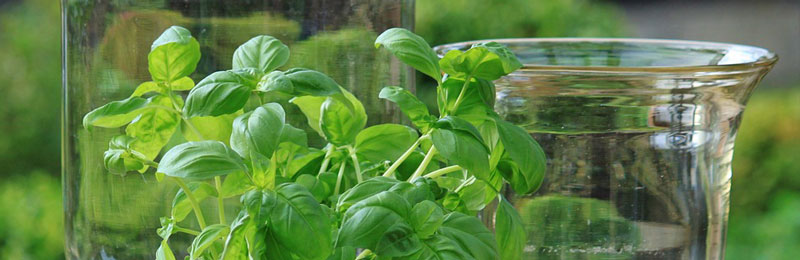 Frische Kräuter – Gesund und lecker aus dem eigenen Garten