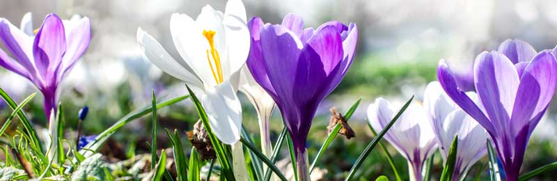 Zeit für die Gartenplanung