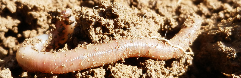 Regenwürmer: Kleine Helfer für einen gesunden Boden