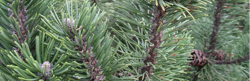 Der perfekte Weihnachtsbaum