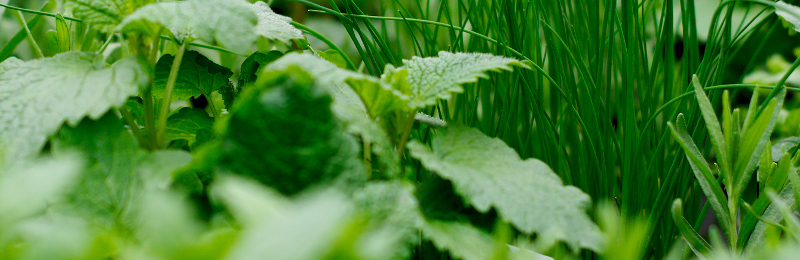 Das eigene Kräuterbeet