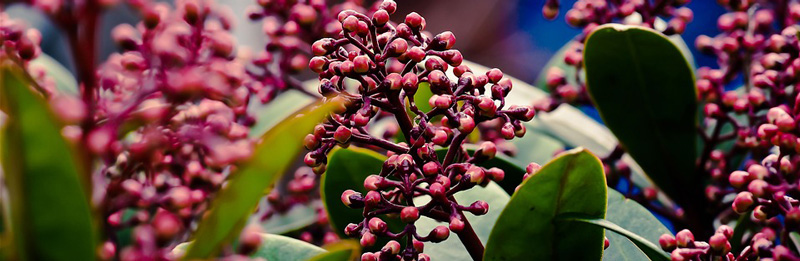 Farbenpracht im Winter: Skimmie