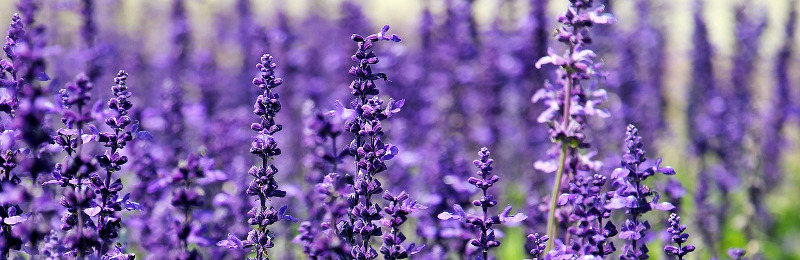 Anti-Mücken-Pflanzen