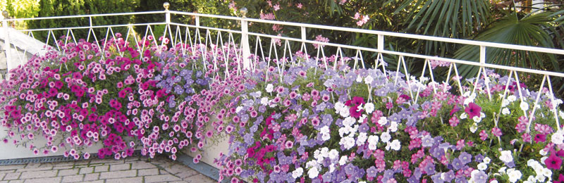 Blütenpracht für Ihr Zuhause