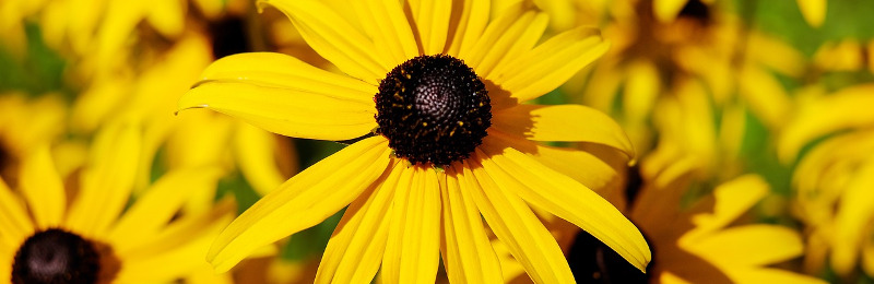 So blüht der Sommer