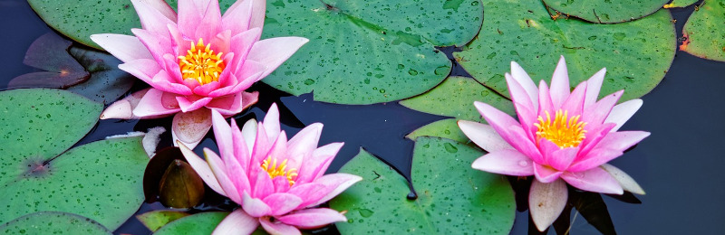 Garten-Highlight Teich