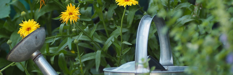 Ihre Pflanzen als Selbstversorger