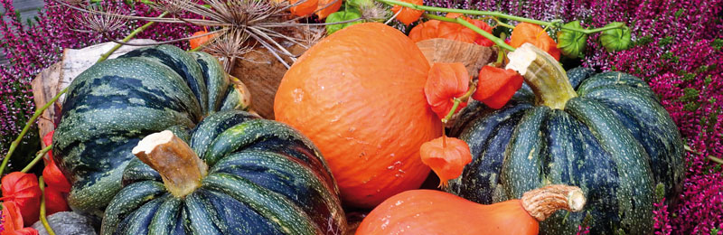 Herbstgefühle: Die späten Schönheiten