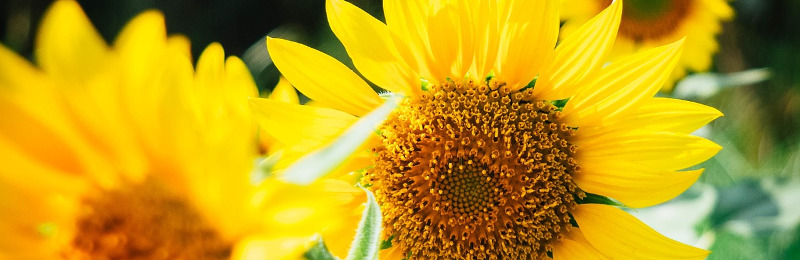 Ein bisschen Sommer zaubern