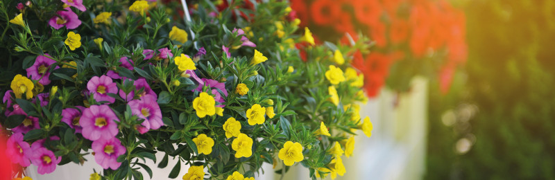 Der Mai ist gekommen ...