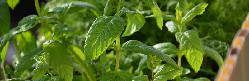 Schmackhafter Sommer