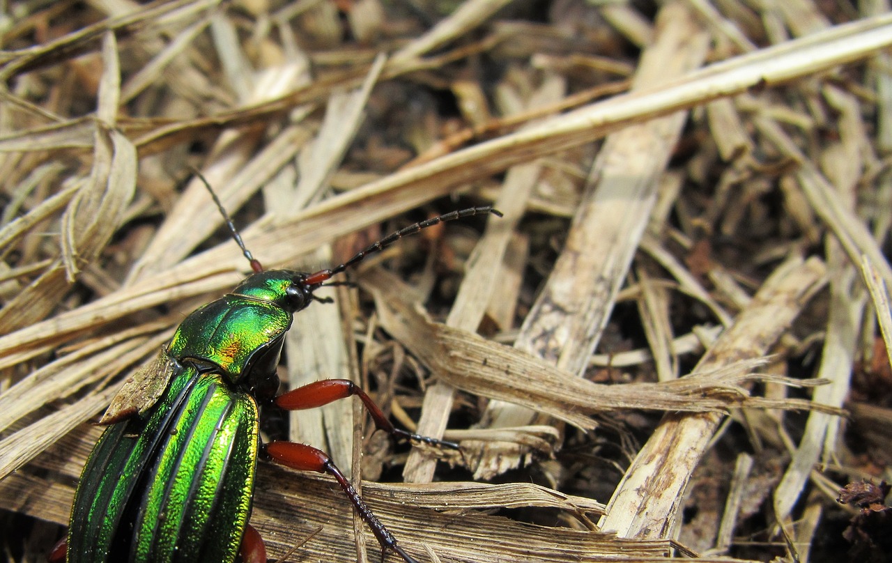 Kleine Helden in unseren Gärten: Die Nacht-Polizei!