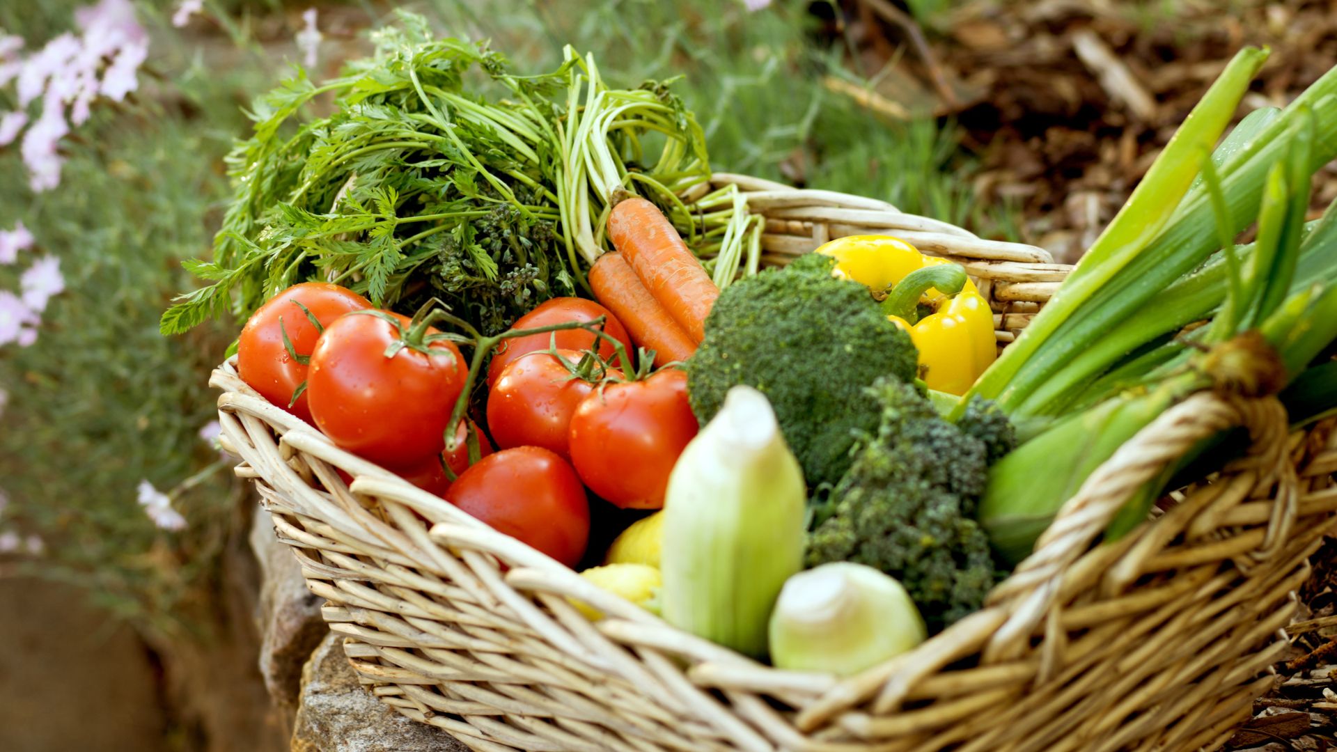 Der Gemüsegarten im August