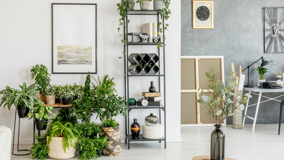 Zimmerpflanzen für jedermann