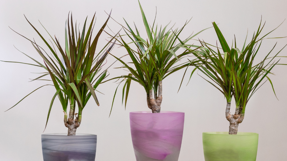 Drachenbaum © Farhad Ibrahimzade / CanvaPro