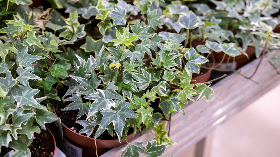 Efeu © Camelia Ciocirlan's Images / CanvaPro