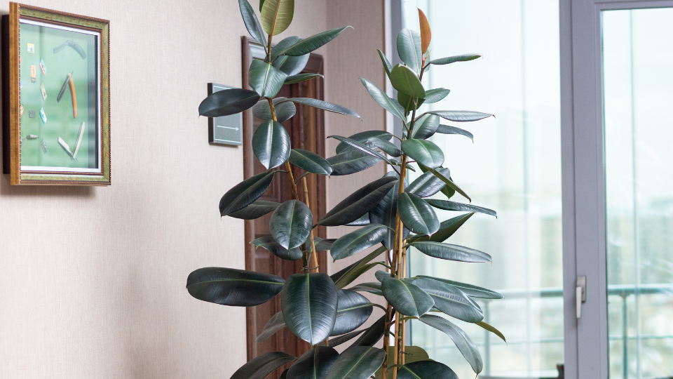 Gummibaum © Farhad Ibrahimzade / CanvaPro