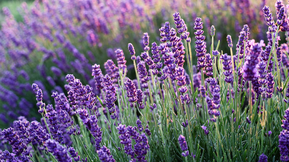 Lavendel