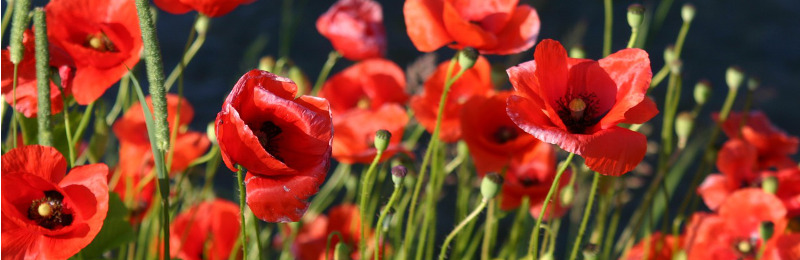 Blume des Jahres 2017: Der Klatschmohn