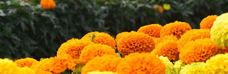 Die Blume des Oktobers – purer Sonnenschein!