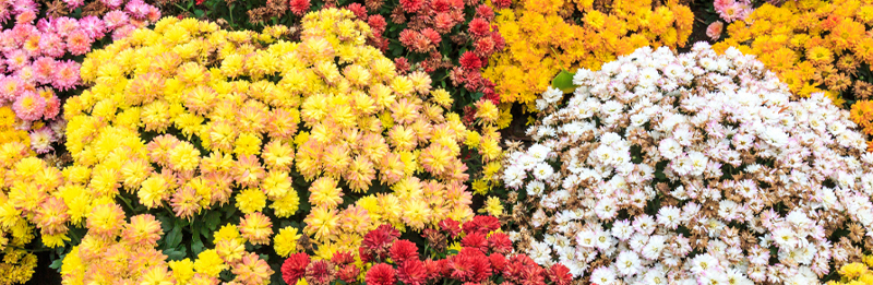 Oktober ist Gartenzeit