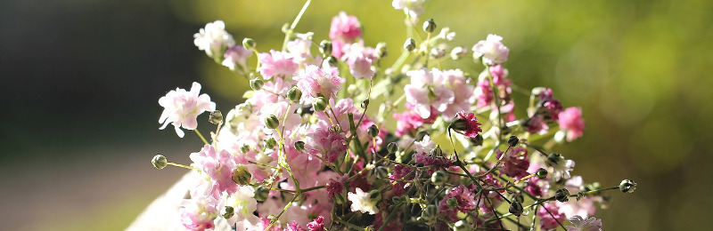 Schleierkraut – mehr als nur ein Lückenfüller