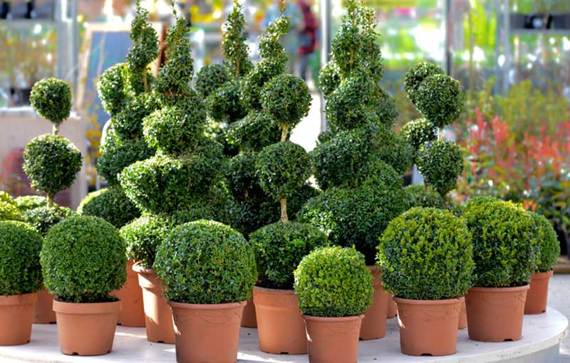 Großpflanzenverleih