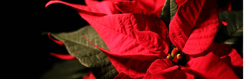 Der Weihnachtsstern - Festtagsstimmung für Ihr Zuhause