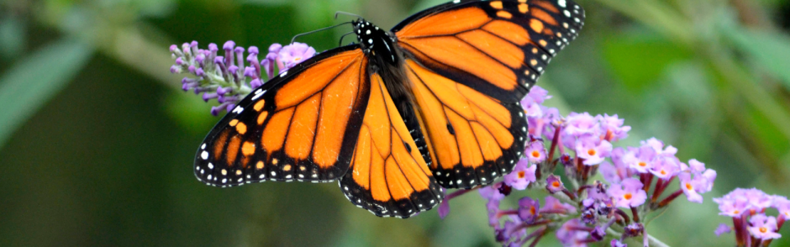 Oasen für Schmetterlinge schaffen
