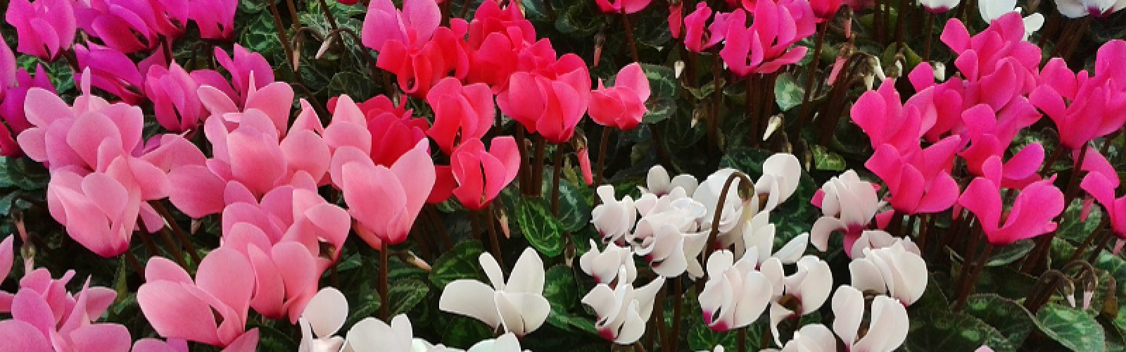 Das Alpenveilchen - Mehr als nur eine Zimmerpflanze