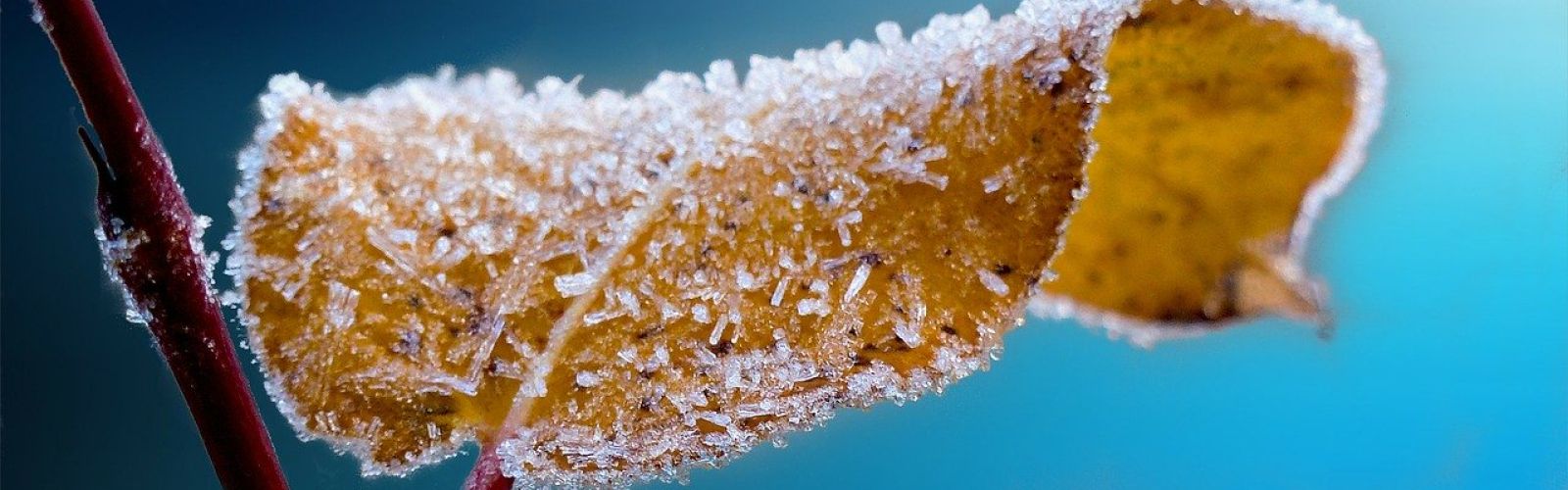 Die Woche der Eisheiligen