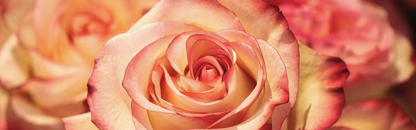 Heute ist der Tag der Rose