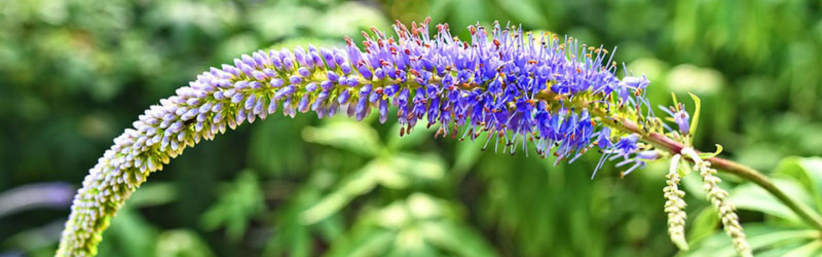 Die Blume des Jahres