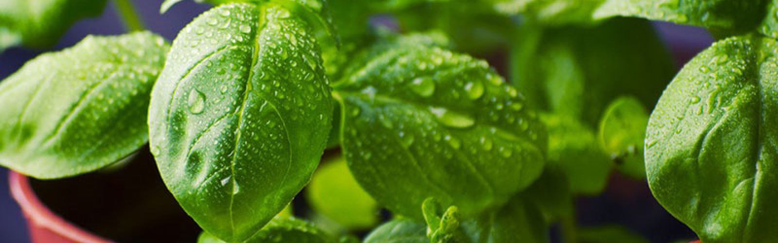 Küchenkräuter und Co.