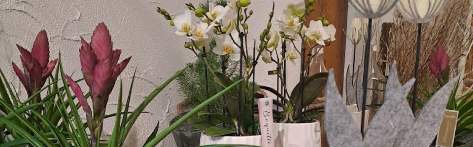 Der Frühling zieht ein!